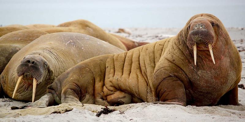 工业风设计下的网络数字孪生:从虚拟映射到物理网络优化的实战方法论